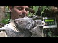 Zoo Duisburg, Ein Koala als Weihnachtsgeschenk