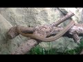 Baby King Rat Snake (Elaphe carinata)