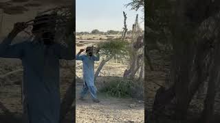 Our Villagelivestock Fooda Tree With Hot And Dry Climatedoentraybalochvedio Ubaedbaloch