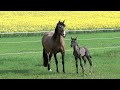 Lusitano APSL Hengst \"Hang Over\" 3 Tage jung.....Mai 2012