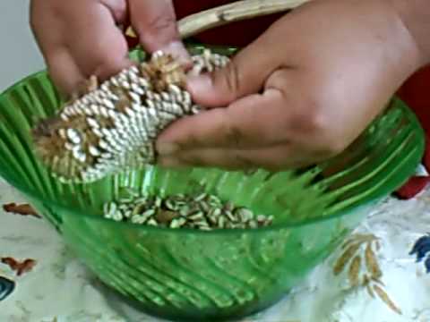 Harvesting Sunflowers