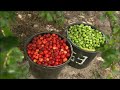 John Tesh discusses Nutrilite's organic farms