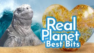 Real Iguanas: "You knew this would happen!"