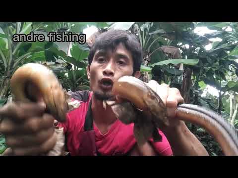 DUA BELUT MONSTER DI SPOT YANG LAGI BANJIR #banjir #mancingbelutdispotbanjir #salamngurek