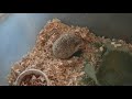 hedgehog