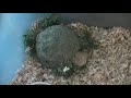 hedgehog