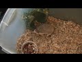 hedgehog