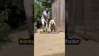 Orta Asya Çoban Köpeği Alabay