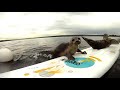 Determined Seal Pup Struggles To Join Buddies On Slippery Surfboard