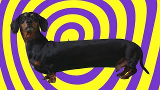 Social Media Ad | Witzig Hypnotic Doxie