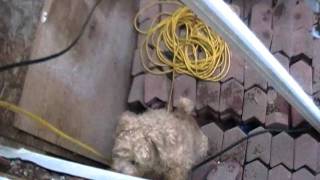 Wheaten After Squirrels In Wall Again