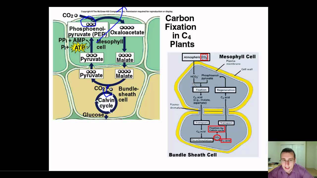 Detailed View of C4 & CAM Plant Adaptations - YouTube