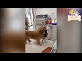 Funny Animals 🤣 Funny Pets 😂 Dogs 🐶 And Cats 😺 Vines