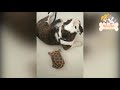Funny Animals 🤣 Funny Pets 😂 Dogs 🐶 And Cats 😺 Vines
