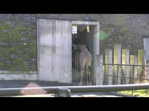 円山動物園 キリンの歓迎式