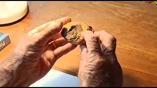 Rod analysing a piece of Boulder Opal