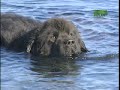 Breed All About It - Newfoundland