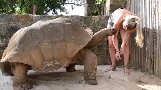 Giant Turtle! The BIGGEST Turtle You've Ever Seen