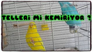 Muhabbet Kuşunuz Kafes Teli̇ni̇ Mi̇ Kemi̇ri̇yor?