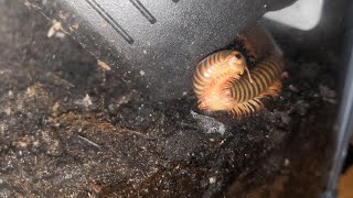Introducing The Giant Millipede