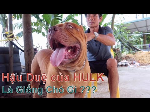 Bạn có Biết về Giống Chó này ??? / BanDog / NhamTuatTV - Dog in Vietnam