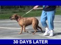 Watch Stem Cell Therapy for Pets - Taylor Before & After Video
