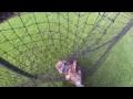 GoPro Animal Rescue - Fox Trapped in a Net