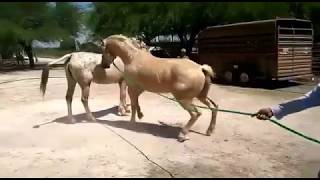 RANCHOLAROSA. POTRO SEMENTAL DUNIT ALWAYS SHADO DE EL HALCON#CRIADORESDECABALLOS