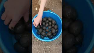Cara Membuat Telur Pitan Di Rumah