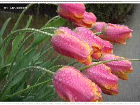 Prano Voriye.wmv