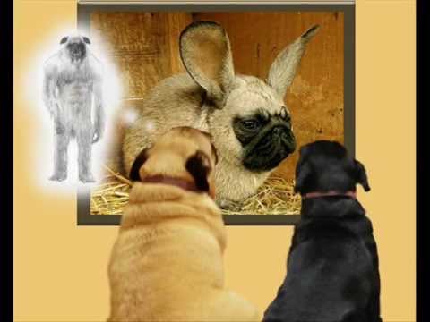 pugs bunny easter bunny youtube funniest christmas clips