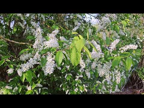 4K Черёмуха цветёт  Пение соловья _ Bird cherry blossoms Nightingale singing