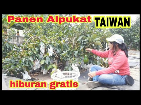 Panen Alpukat Di Taiwan || Cara Panen Alpukat