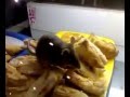 Rat having Fun ..... " The Muthoot Plaza Snack Bar " ....... !!