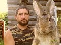 Кролики великан разведение и содержание в домашних условиях Кролики великан разведение и содержание в домашних условиях