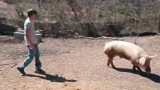 How To Ride A Pig.wmv