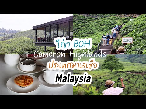 ไร่ชา BOH คาเมร่อนไฮแลนด์, BOH Tea Plantations Cameron Highlands. ประเทศมาเลเซีย