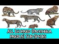 All Leopard (Panthera pardus) - (Sub)Species - Species List