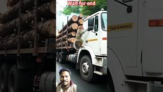 ,Monkey Becomes Hero When Logging Truck Catches Fire,