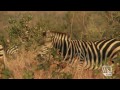 Zebras: Solving the Mystery Behind the Stripes