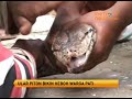 image Ular Piton 7 Meter Bikin Heboh Warga Pati