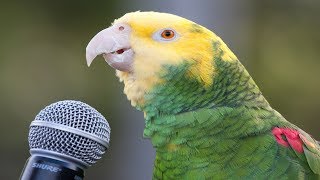 Dünyanın EN İYİ Konuşan 10 Papağan Türü