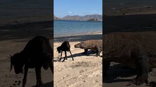 Wow Moment Komodo Vs Goat