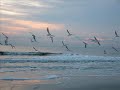 Dream of Flying by Brian Crain