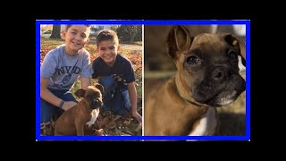 | Dog Rescue StoriesStranger Gives Up Place In Line So Two Young Boys Can Get The Puppy They Hope...
