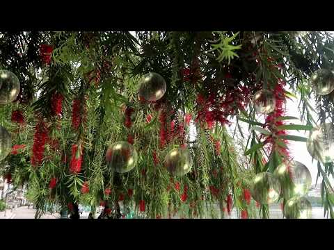 Tác dụng chữa bệnh cây liễu, có nên trồng liễu trong nhà không ? - trà hoa cúc 0977659472