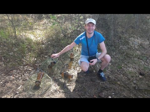 каким ловушками ловят раков каким ловушками ловят раков
