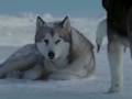 Dailymotion - Gregorian vs Antarctica, une vidéo de zerty gregorian, antarctica, film, chien, traîneaux