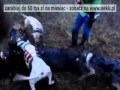 Polowanie na dzika z psami.