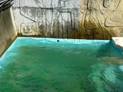 日本平動物園　北極熊　ロッシーの水遊び♪